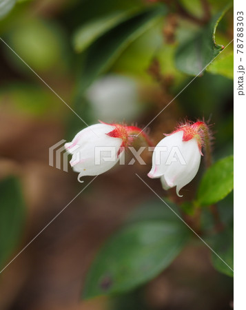 アカモノの花 アカモノの花 78788303
