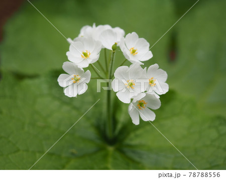 サンカヨウの花 78788556