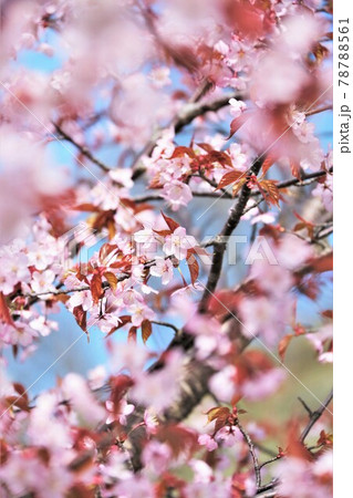 桜（エゾヤマザクラ） 78788561