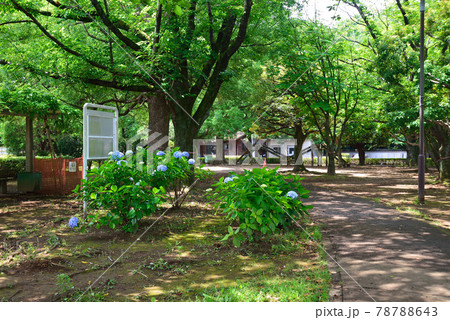 アジサイ咲く、千葉県船橋市、御滝公園 アジサイ咲く、千葉県船橋市、御滝公園 78788643