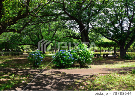 アジサイ咲く、千葉県船橋市、御滝公園 アジサイ咲く、千葉県船橋市、御滝公園 78788644