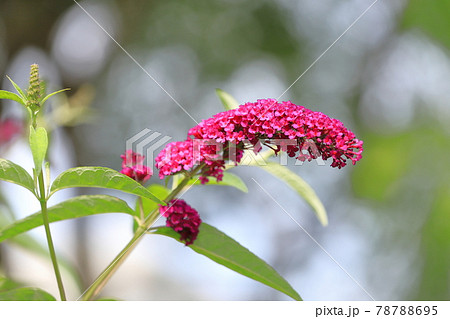 赤紫色の房藤空木(フサフジウツギ) 赤紫色の房藤空木(フサフジウツギ) 78788695