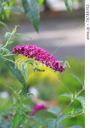 赤紫色の房藤空木(フサフジウツギ) 赤紫色の房藤空木(フサフジウツギ) 78788702