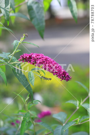 赤紫色の房藤空木（フサフジウツギ） 78788703