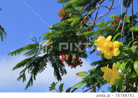 沖縄の街角を彩るアリアケカズラ 沖縄の街角を彩るアリアケカズラ 78788761