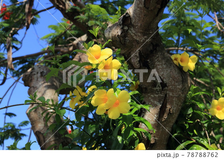 沖縄の街角を彩るアリアケカズラ 78788762