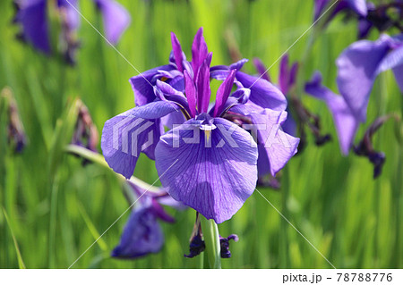 御殿場公園の花しょうぶ（福島県・喜多方市） 78788776