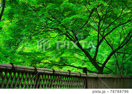 池泉回遊式日本庭園　徳川園の竹塀越しに見る新緑 78788796