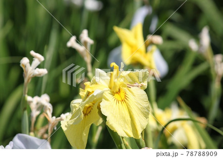 堺市白鷺公園の花菖蒲 堺市白鷺公園の花菖蒲 78788909