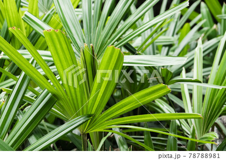 tropical plant background tropical plant background 78788981