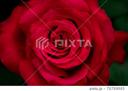 赤いバラ 赤いバラ 78789085