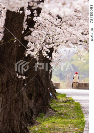 桜並木 78789093