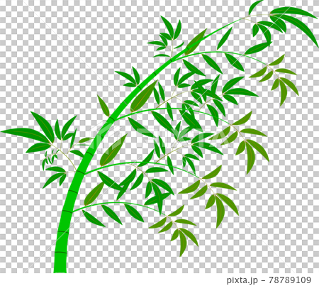 Cute bamboo leaves of Tanabata 78789109