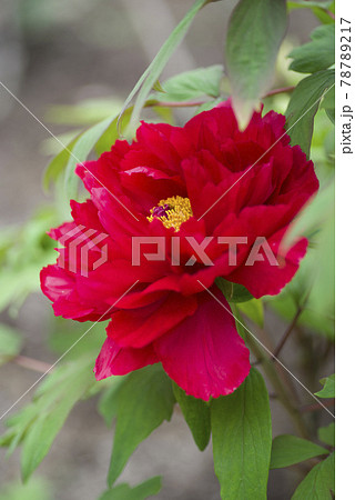 牡丹園に赤色の牡丹の花が咲いています。このボタンの名前は芳紀です