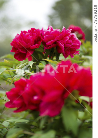 牡丹園に赤色の牡丹の花が咲いています。このボタンの名前は芳紀です。 78789219