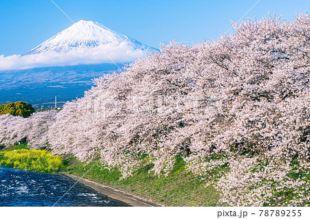 涼しげに流れる川と土手の桜の後ろにそびえる富士山 78789255