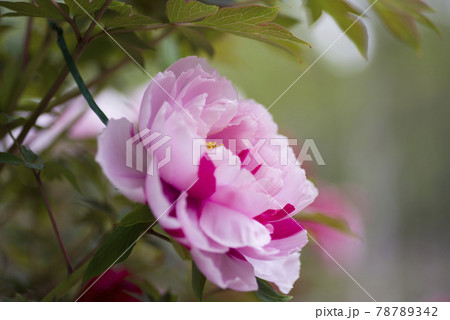 牡丹園にピンク色の牡丹の花が咲いています。このボタンの名前は島錦です。の写真素材 [78789342] - PIXTA