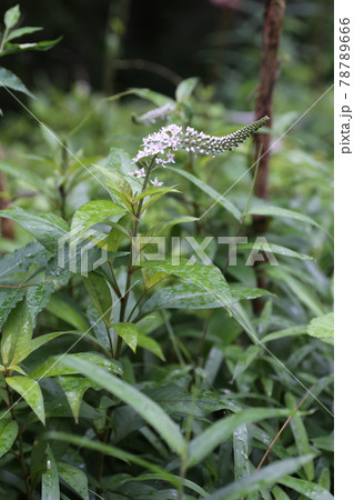 初夏に林の下でひっそりと咲く 白い花 オカトラノオの花の写真素材
