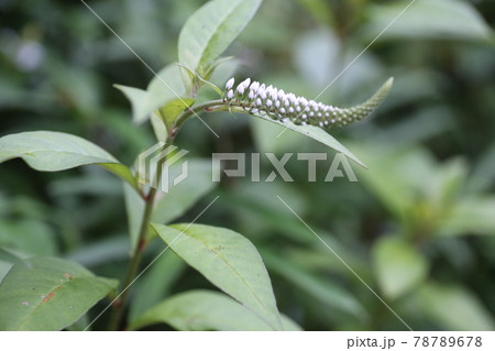 初夏に林の下でひっそりと咲く 白い花 オカトラノオの花の写真素材