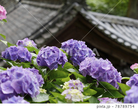 奈良長谷寺の登廊と紫陽花の風景の写真素材