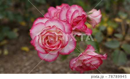 バラ 78789945