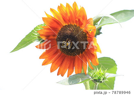 オレンジ色のヒマワリ オレンジ色のヒマワリ 78789946