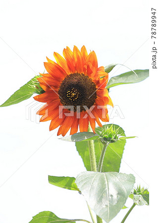 オレンジ色のヒマワリ 78789947