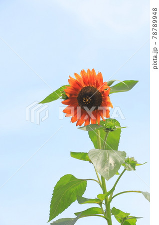 オレンジ色のヒマワリ 78789948