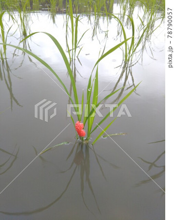 ジャンボタニシのたまご 78790057