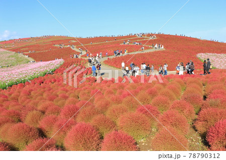 紅葉のコキア・見晴らしの丘 紅葉のコキア・見晴らしの丘 78790312