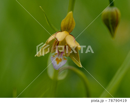 カキランの開花 78790419