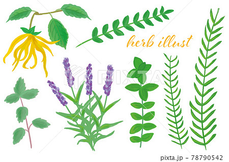 いろいろなハーブ いろいろなハーブ 78790542