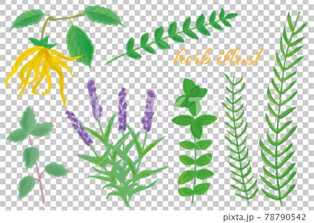 いろいろなハーブ いろいろなハーブ 78790542
