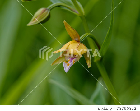カキランの開花 78790832