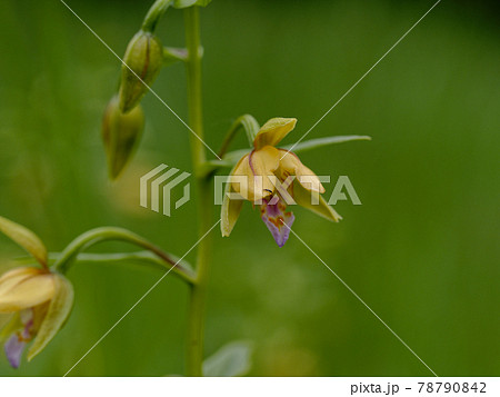 カキランの開花 78790842