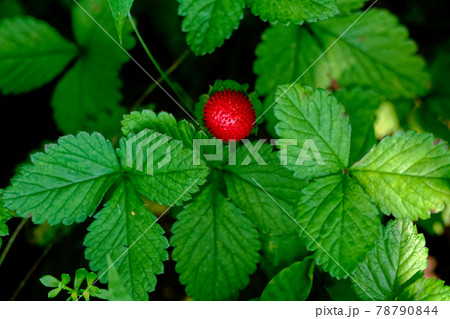 ヘビイチゴの果実 78790844