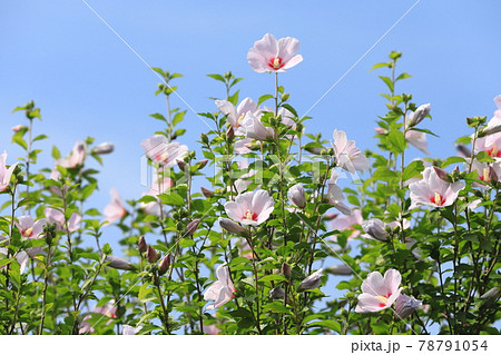 青空に映えるピンク色の木槿（ムクゲ）の花 78791054