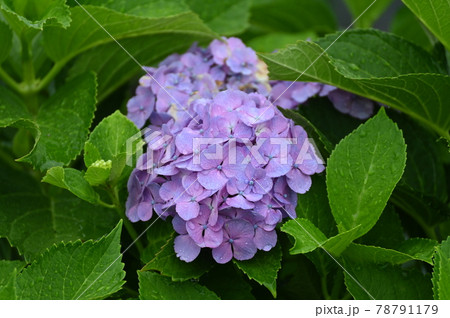 雨が似合うアジサイの花 78791179