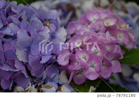 雨が似合うアジサイの花 78791180