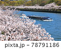 毛馬桜之宮公園 78791186