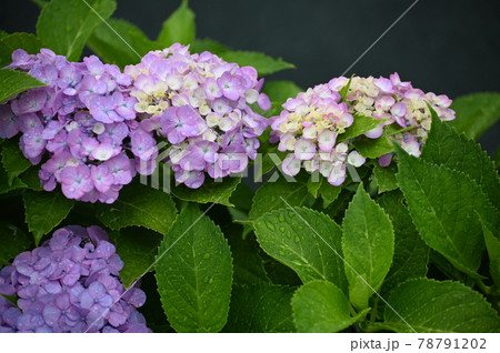 雨が似合うアジサイの花 雨が似合うアジサイの花 78791202