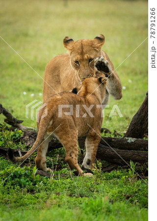 Lioness stands lifting paw to slap cub Lioness stands lifting paw to slap cub 78791266