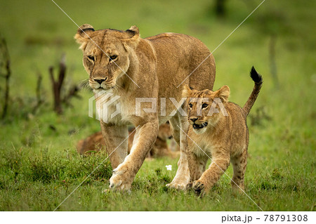Lioness and cub cross grass in step Lioness and cub cross grass in step 78791308