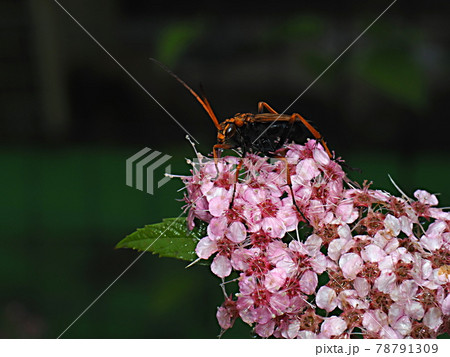 生態写真、ゲンペイシモツケの花にベッコウクモバチの仲間 生態写真、ゲンペイシモツケの花にベッコウクモバチの仲間 78791309