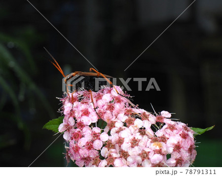 生態写真、ゲンペイシモツケの花にベッコウクモバチの仲間 78791311