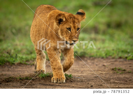 Lion cub walks on dirt raising paw 78791352
