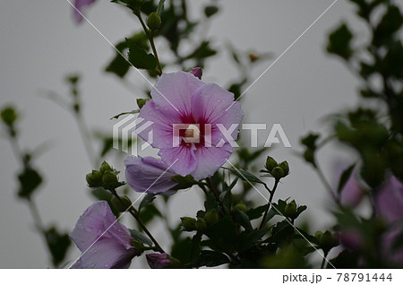 雨の日のムクゲの花 78791444