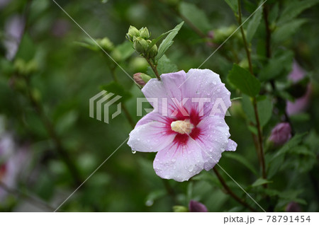 雨の日のムクゲの花 雨の日のムクゲの花 78791454