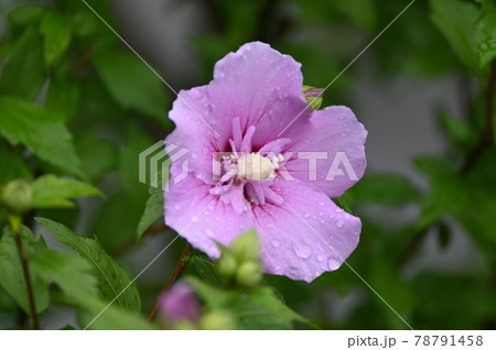 雨の日のムクゲの花 78791458