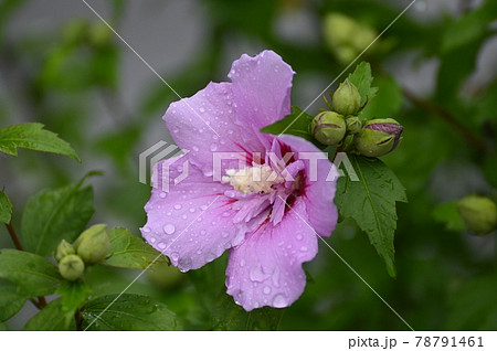雨の日のムクゲの花 78791461